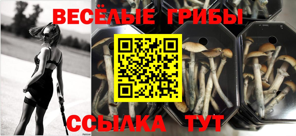 Кашира  Псилоцибиновые грибы MAGIC MUSHROOMS  наркота  Вход с VPN 